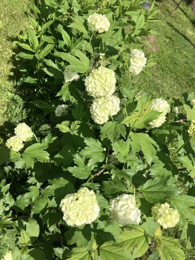 Бульденеж саженцы купить в Алматы цветение питомник растений plants